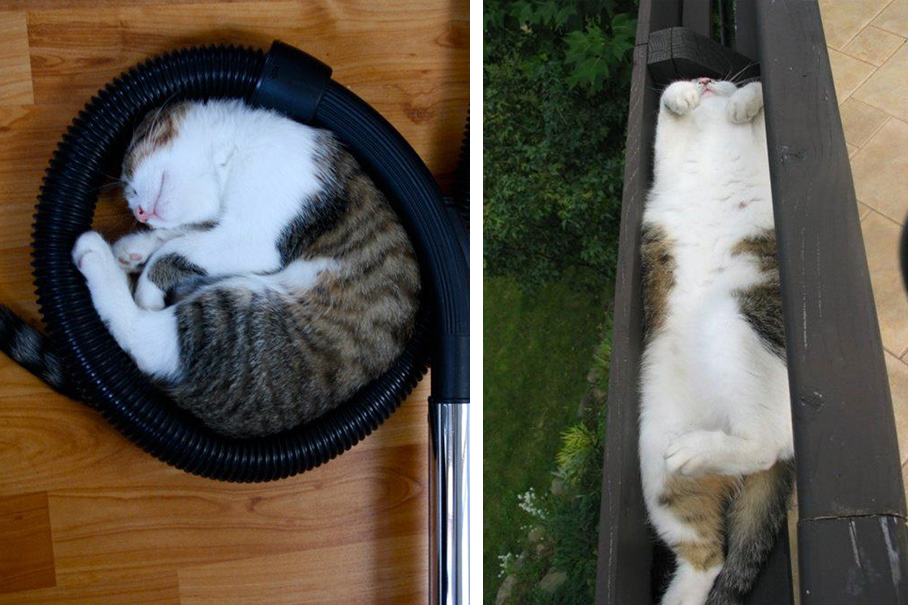 Животные, которые спят везде, где захотят