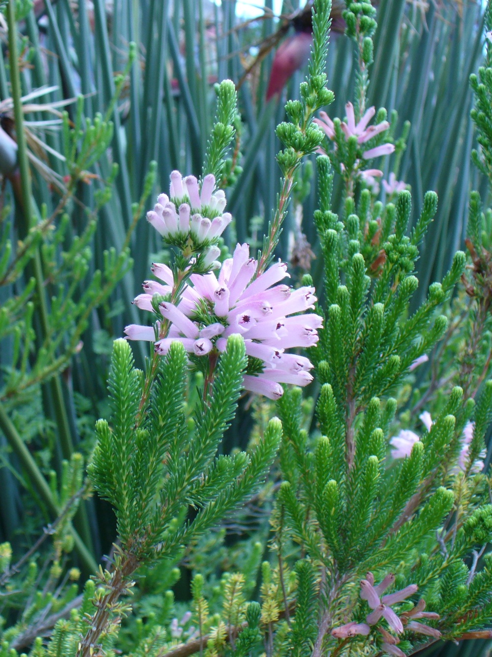 Цветущая Erica verticillata в Кирстенбоше