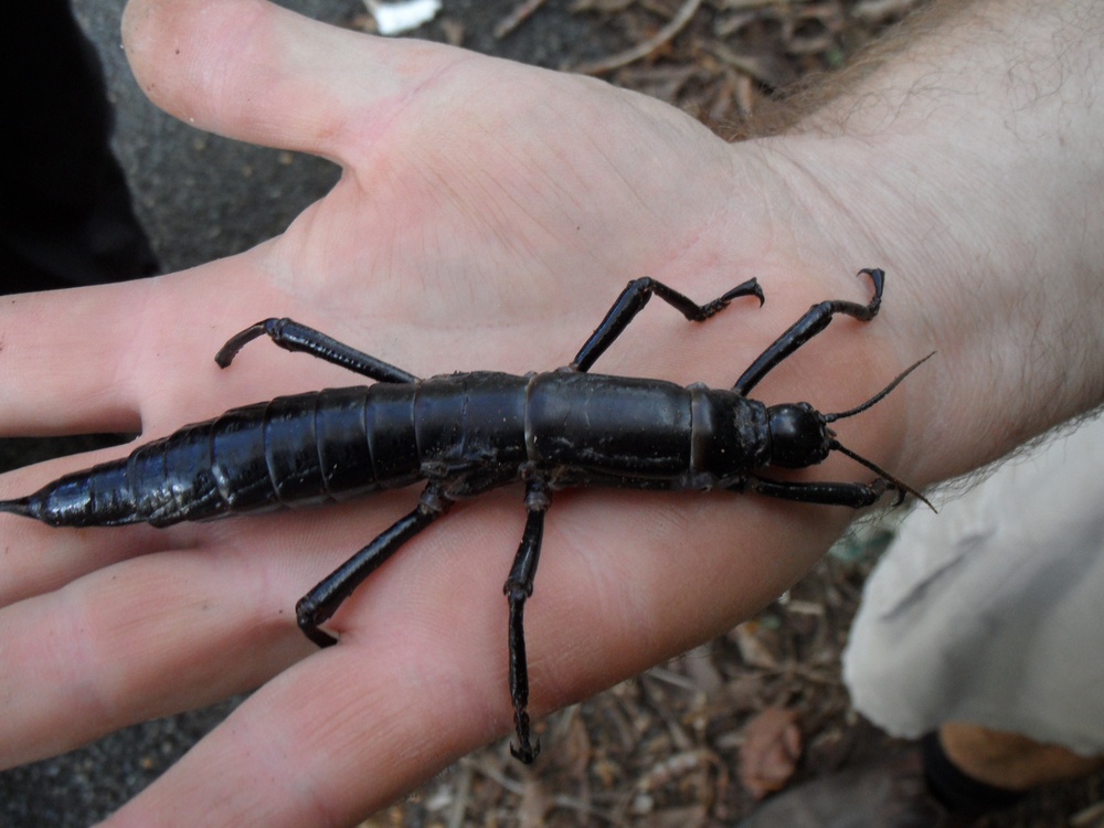 Палочник Dryococelus australis, снимок 2011 года