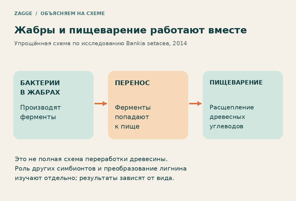 Схема производства ферментов бактериями в жабрах и их переноса к пище