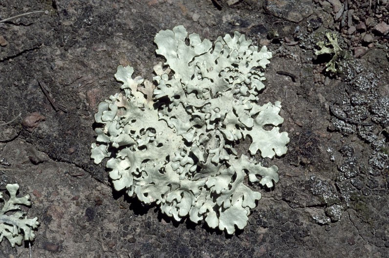 Светлые плоские лопасти листоватого лишайника Xanthoparmelia substrigosa