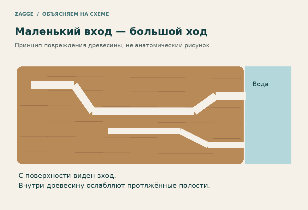 Схема протяжённых ходов корабельного червя внутри древесины