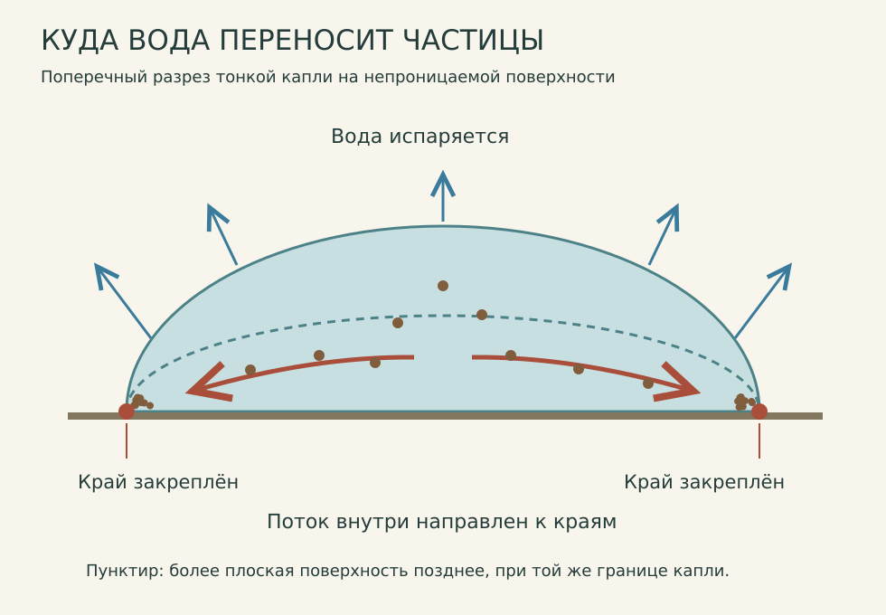 Испарение и закреплённая контактная линия создают поток от середины капли к краям.