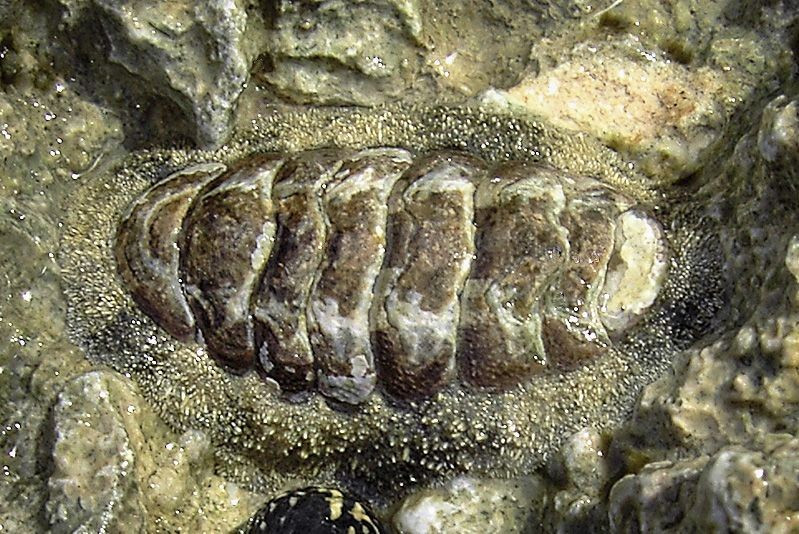 Хитон Acanthopleura granulata на камне: овальное тело с восемью поперечными пластинами панциря.