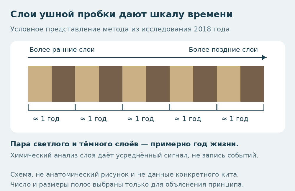 Условная последовательность светлых и тёмных слоёв ушной пробки; каждая пара отмечена как примерно один год.