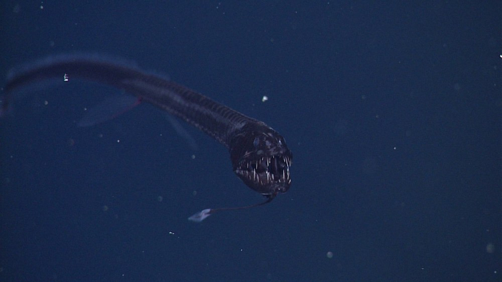 Длинная чёрная рыба Idiacanthus antrostomus с тонкими плавниками в тёмной воде